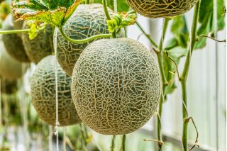 Melon Seledyn F1 - 30 nasion