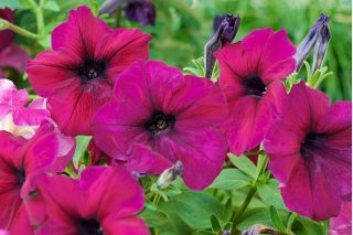 Petunia ogrodowa - Kaskada purpurowa - 12 nasion