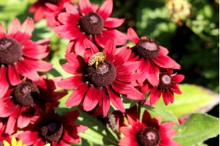 Rudbekia dwubarwna Cherry Brandy - 150 nasion