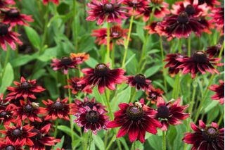 Rudbekia dwubarwna Cherry Brandy - 150 nasion