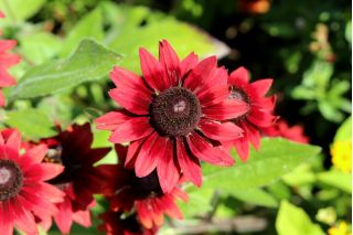 Rudbekia dwubarwna Cherry Brandy - 150 nasion