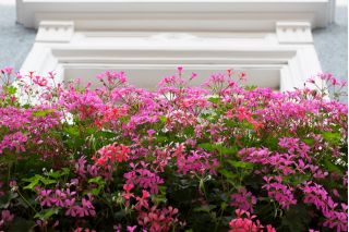 Pelargonia zwisająca Speedy mixed - 10 nasion