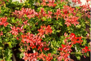 Pelargonia zwisająca Speedy mixed - 10 nasion