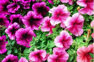 Petunia niska Żyłkowana - mieszanka - 600 nasion