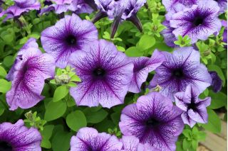 Petunia niska Żyłkowana - mieszanka - 600 nasion