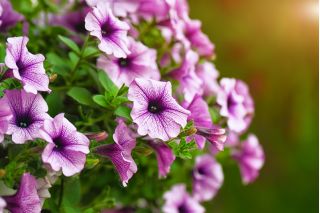 Petunia niska Żyłkowana - mieszanka - 600 nasion