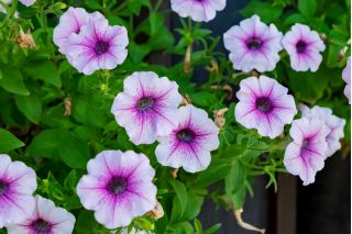 Petunia niska Żyłkowana - mieszanka - 600 nasion