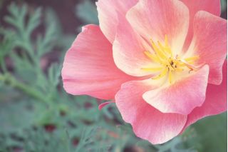 Pozłotka, eszolcja pełna Ballerina - mieszanka - 650 nasion