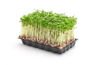 BIO Nasiona na kiełki - Rzeżucha - Certyfikowane nasiona ekologiczne - 13500 nasion