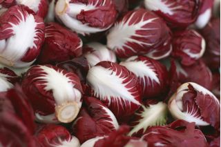 BIO Cykoria sałatowa Palla rossa 3 - Certyfikowane nasiona ekologiczne - 240 nasion