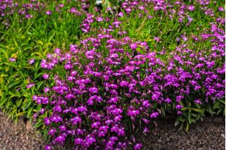 Lobelia fioletowa Mitternachtsblau - 6400 nasion