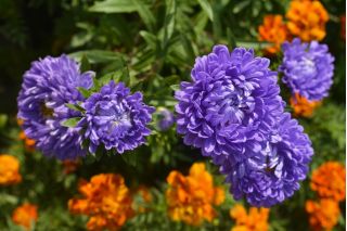 Aster chiński Contraster - ciemnoniebieski - 250 nasion