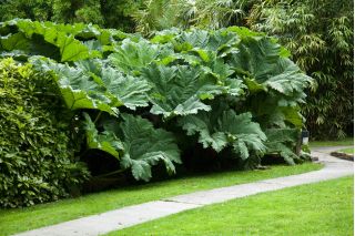 Gunnera olbrzymia - Gunnera manicata - gigantyczne liście!