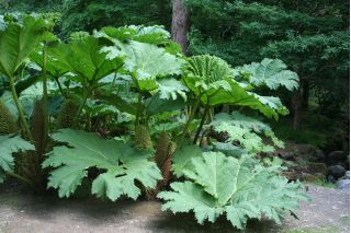 Gunnera olbrzymia - Gunnera manicata - gigantyczne liście!