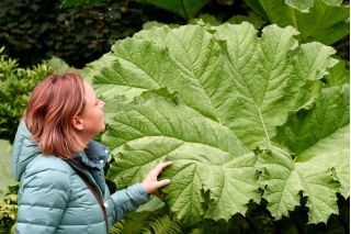 Gunnera olbrzymia - Gunnera manicata - gigantyczne liście!