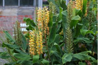 Wianecznik Gardnera - Hedychium gardnerianum - 1 duże kłącze