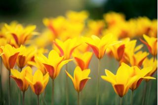 Tulipan Chrysantha - opak. 5 szt.