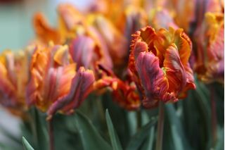 Tulipan Prinses Irene Parrot - opak. 5 szt.