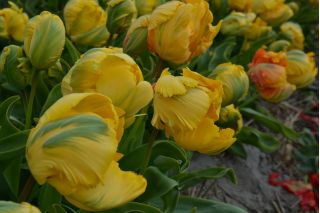 Tulipan Golden Glasnost - opak. 5 szt.