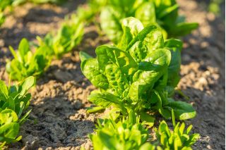 BIO Szpinak Winterreuzen - Certyfikowane nasiona ekologiczne - 800 nasion