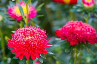 Aster chiński pomponowy czerwony - 500 nasion