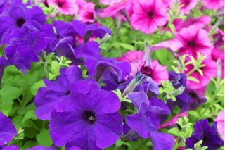 Petunia olbrzymiokwiatowa - Smolicka Superbissima - 60 nasion