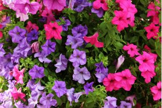 Petunia olbrzymiokwiatowa - Smolicka Superbissima - 60 nasion