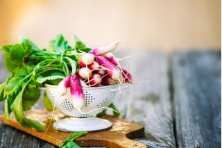 Rzodkiewka - mieszanka odmian podłużnych - NA TAŚMIE
