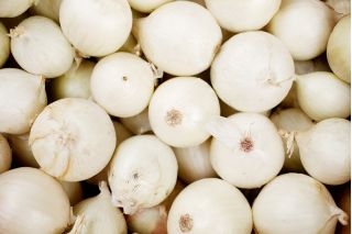 Cebula Finezja - biała, łagodna w smaku, dobra do przechowywania - 1250 nasion