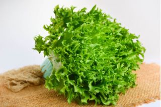 BIO Sałata Regina dei ghiacci - głowiasta, krucha, lodowa - Certyfikowane nasiona ekologiczne - 475 nasion