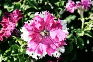 Petunia o kwiatach strzępiastych - mieszanka - 80 nasion