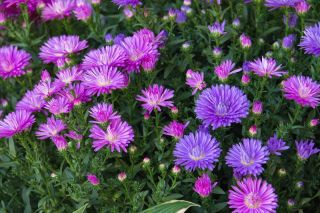 Aster karłowy Pepite - mieszanka - 500 nasion