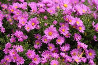 Aster karłowy Pepite - mieszanka - 500 nasion