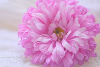 Aster chryzantemowy Beryl - różowy - 250 nasion
