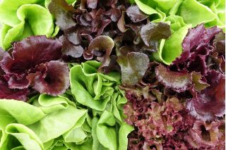 Mieszanka Sweet Mesclun - mieszanka sałat liściowych