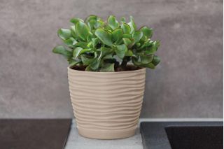 Doniczka okrągła + podstawka Sahara petit - 13 cm - cafe latte