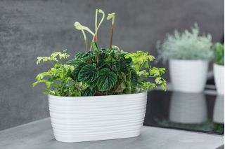 Doniczka podłużna + podstawka Sahara petit - 27 x 13 cm - biała