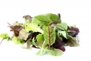 Baby Leaf - Mieszanka fantazyjna