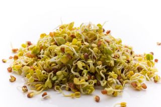 Nasiona na kiełki - Zestaw MIX - 10 szt.