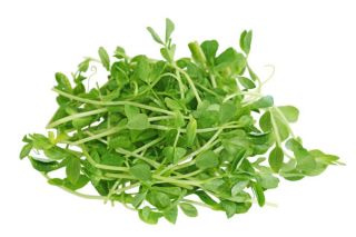 Nasiona na kiełki - Zestaw MIX - 10 szt.