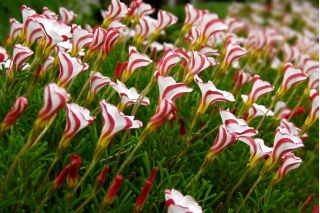 Szczawik Versicolor - duża paczka! - 20 szt.