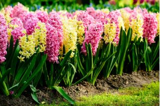 Dwukolorowy zestaw hiacyntów - 24 szt.