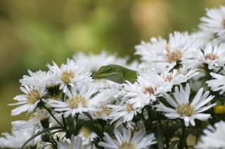Aster chiński karłowy Pepite - biały - 500 nasion