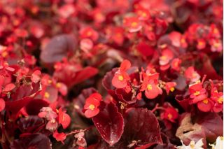 Begonia stale kwitnąca czerwona, czerwonolistna