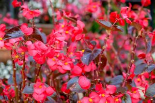 Begonia stale kwitnąca czerwona, czerwonolistna