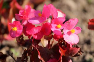 Begonia stale kwitnąca różowa, czerwonolistna