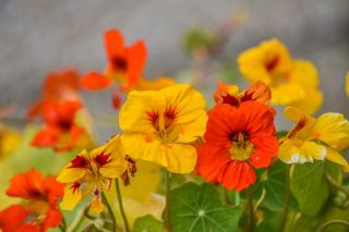 BIO Nasturcja wysoka - mieszanka kolorów - certyfikowane nasiona ekologiczne