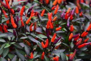 Papryka - Royal Black - typu Chili