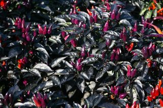 Papryka - Royal Black - typu Chili