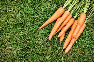 Marchew Rubrovitamina - średniowczesna, typ karotka - szczególnie polecana na soki - 4250 nasion